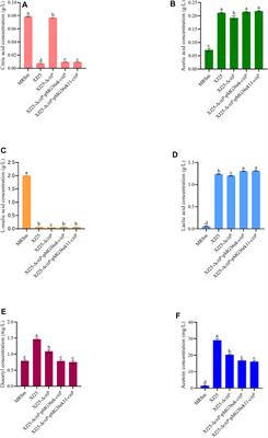 Functional Verification of the Citrate Transporter Gene in a Wine Lactic Acid Bacterium, Lactiplantibacillus plantarum